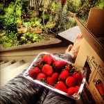 Sometimes life brings you strawberries.