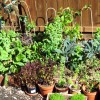 East Bay Backyard Veggie Harvest