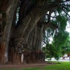 Árbol del Tule: Largest Tree Trunk in the World