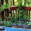 Made in the Shade: Vegetable Gardening in NorCal