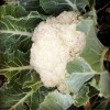 Kale, Cauliflower, and a Happy Spring Garden in Oakland